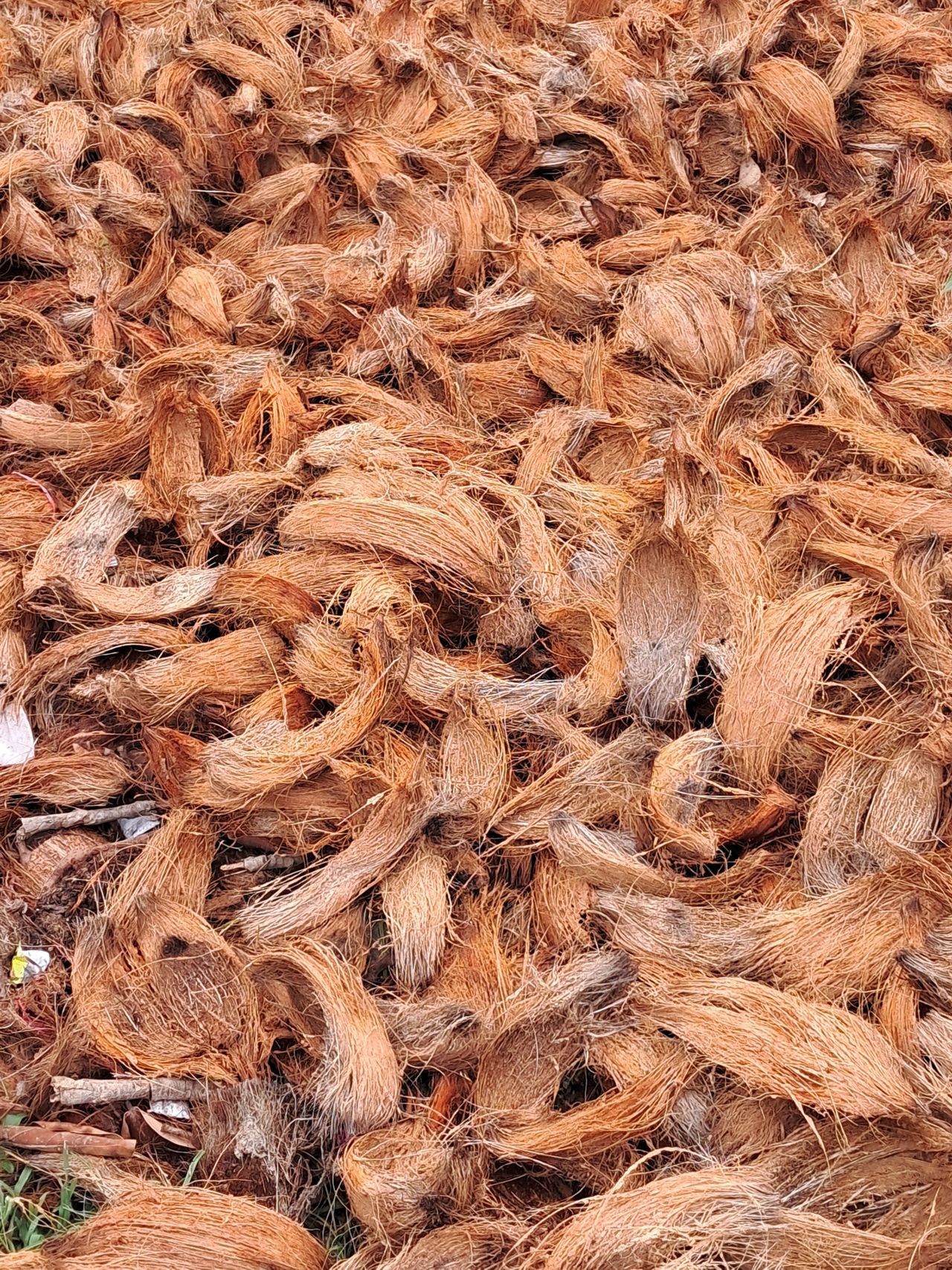 Fibra de coco comprimida em bloco antes da hidratação