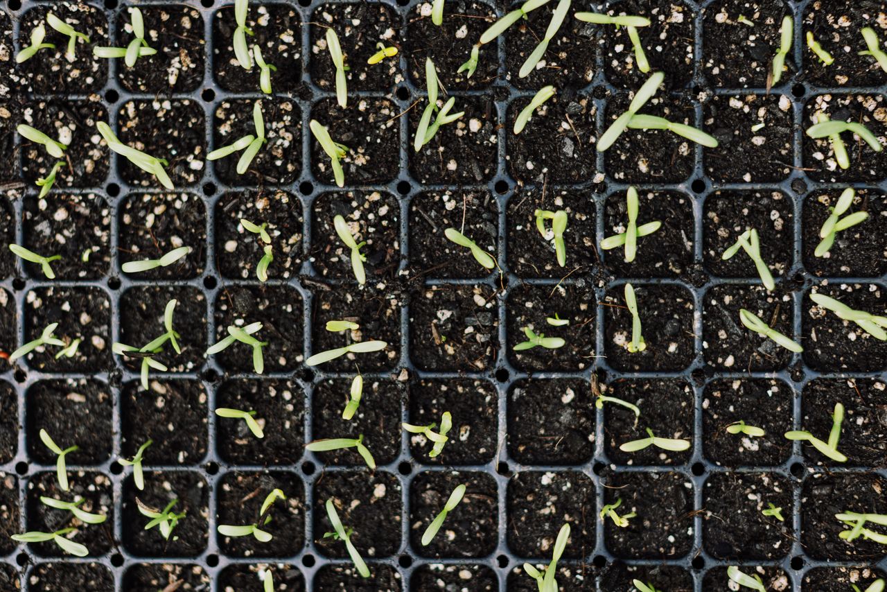 Mudas em germinação em bandejas de produção