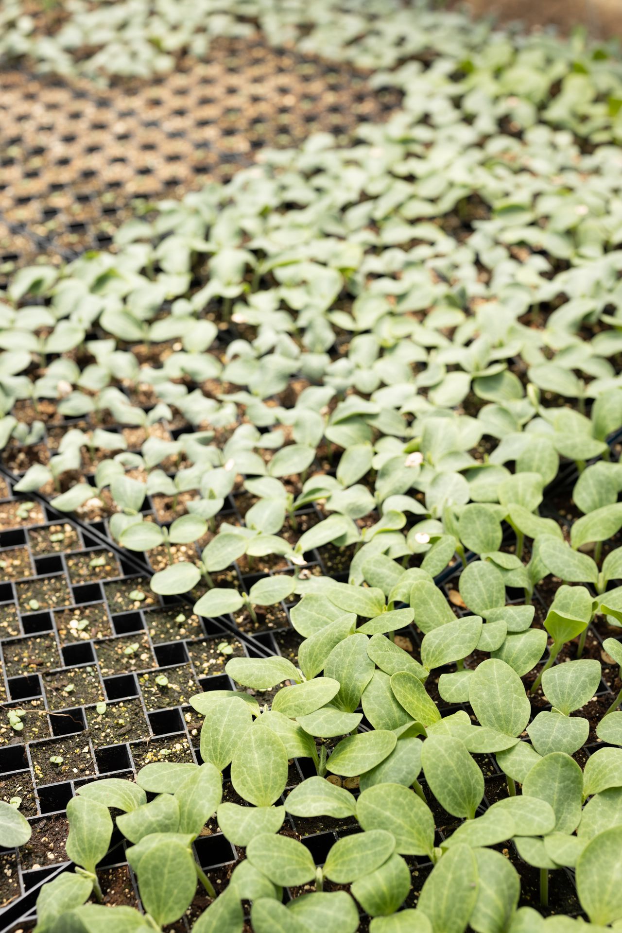 Viveiro com fileiras de mudas verdes em produção intensiva